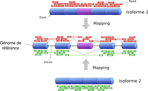 Analyse des données de séquençage à ARN