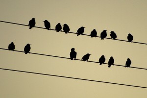 birds_on_far_banks_power_line