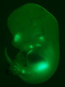 Embryon de souris Sf1-eGFP à 13 jours de gestation. En vers, l'expression du transgène Sf1-eGFP pour un marquage spécifique. (CC BY SA Isabelle Stévant)