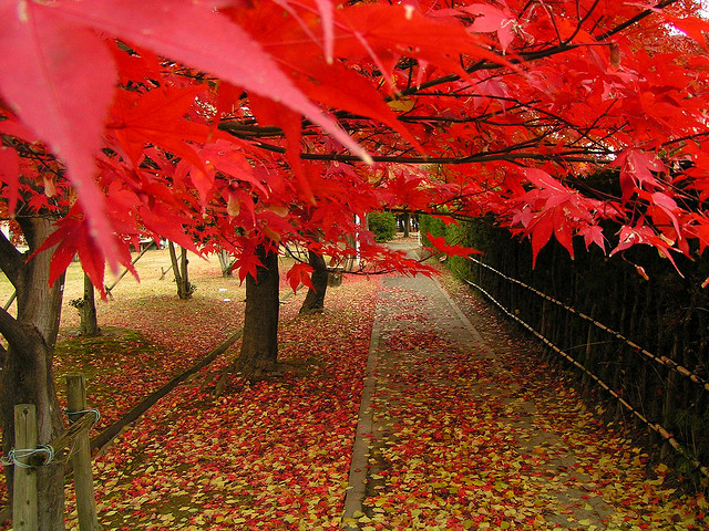 Red leaves by hexion (CC BY-NC-SA 2.0) 