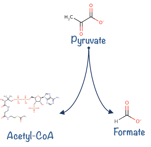 Une hyperarête orientée qui relie le pyruvate à l'acétyl-CoA et au Formate. Image par l'auteur.