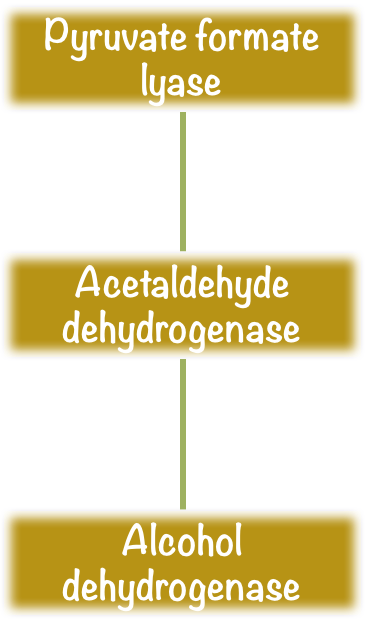 Réseau métabolique d'enzymes. Image par l'auteur