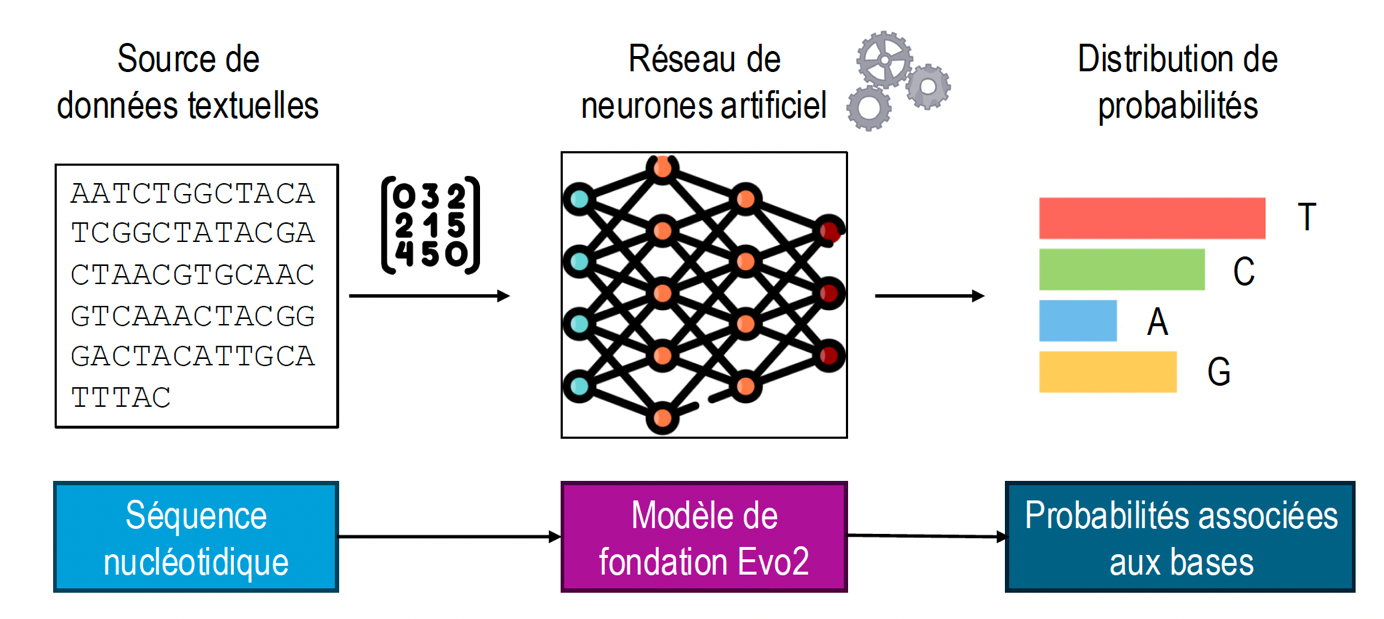 IA et analyse des génomes&nbsp;: une autre révolution en cours&nbsp;? (partie 2)